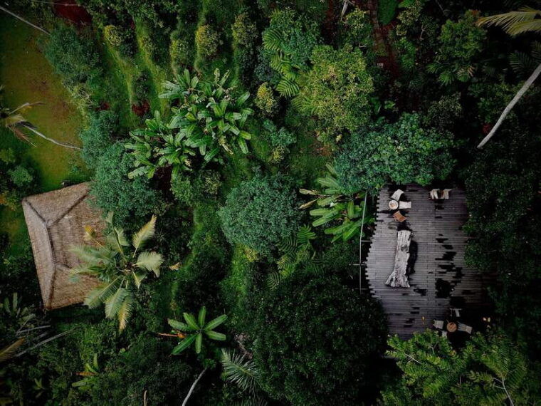 bali-shared-or-private-highlights-ubud-with-cretya-jungle