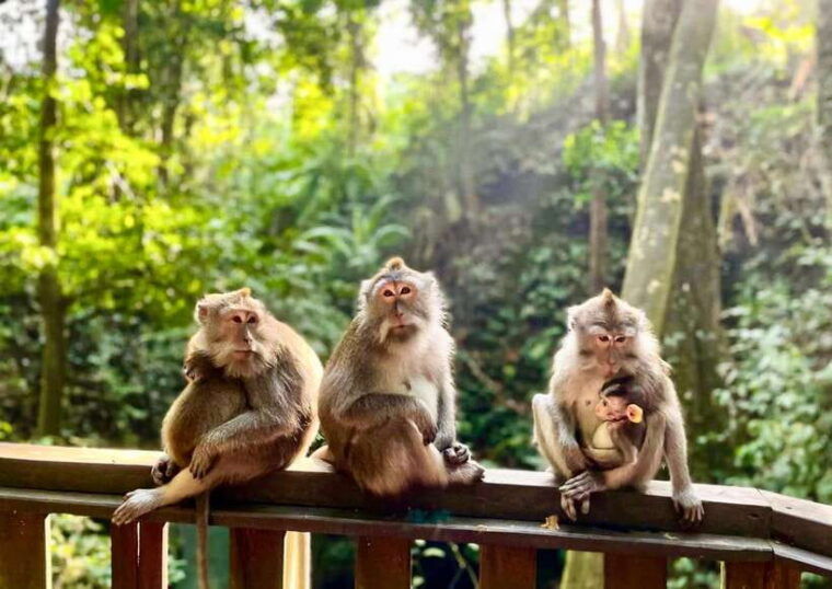 bali-shared-or-private-highlights-ubud-with-cretya-jungle