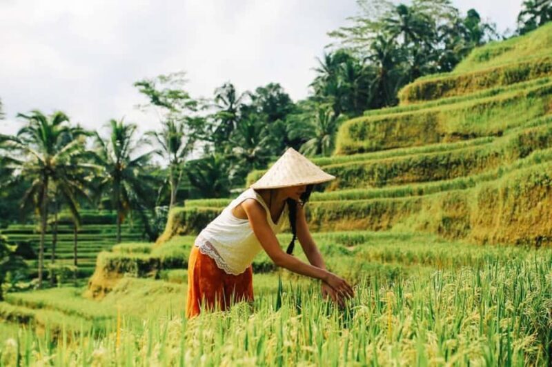 Bali Shore Excursion: Ubud, Rice Terraces & Waterfall - Is It Worth the Price?