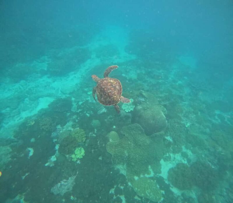 Bali: Snorkeling Experience in Blue Lagoon and Tanjung Jepun - Final Thoughts