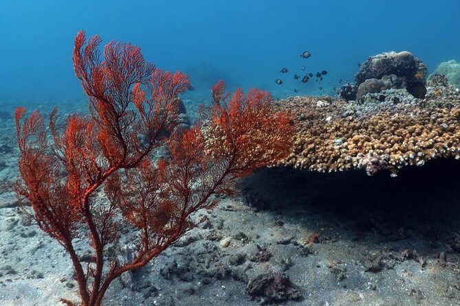 Bali Snorkeling Tour at Amed - Price & Value