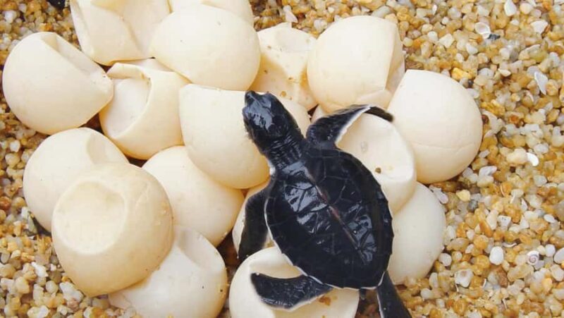 Bali: South Bali Tour with Turtle Conservation & GWK Park - Key Points