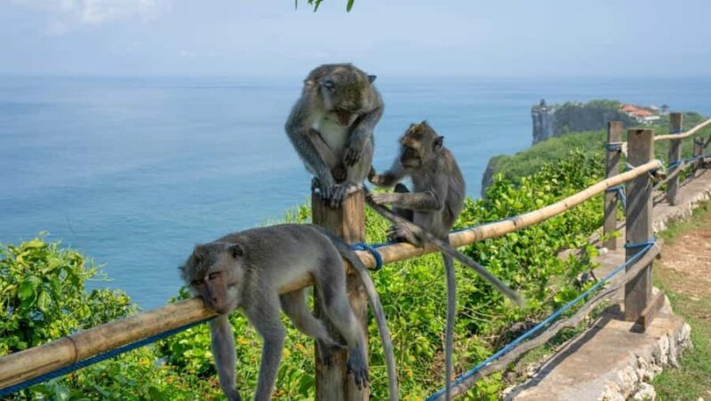 Bali: South Bali Tour with Turtle Conservation & GWK Park - FAQ