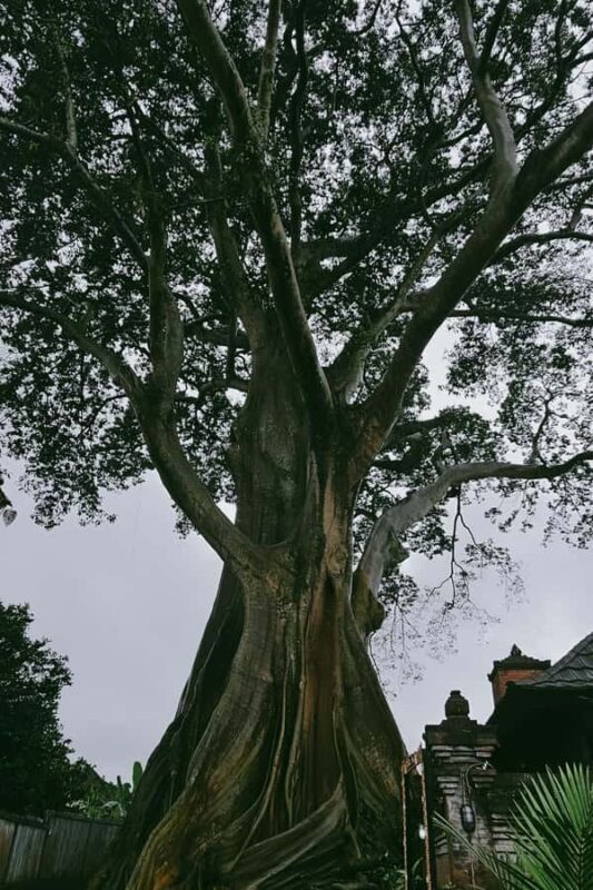 Bali: Spirit of Tabanan Motorcycle Tour - The Overall Value Proposition