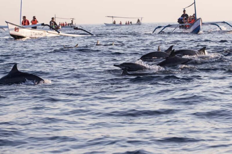 Bali: Sunrise Dolphin Snorkel, Waterfall & UNESCO Temple - Pricing & Value