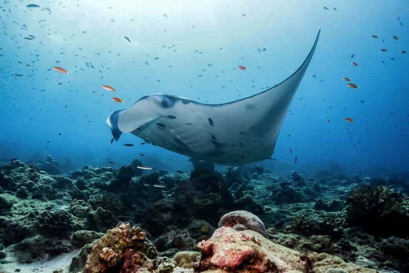 Bali: Swim with Manta Rays in Penida, Optional Lunch & Kayak - Starting Your Day: Welcome & Preparation