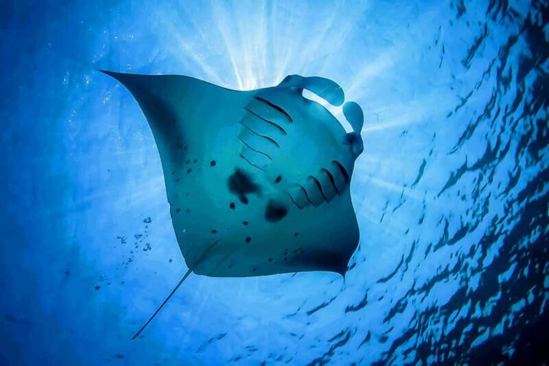 Bali: Swim with Manta Rays in Penida, Optional Lunch & Kayak - Transportation and Duration