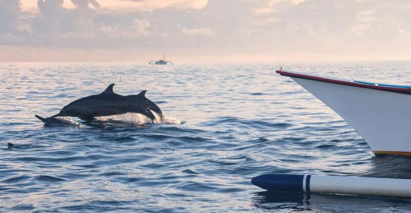 bali-swimming-with-dolphin-waterfal-tour-all-inclusive