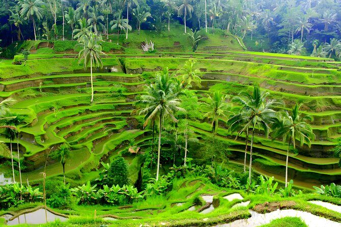Bali Swing Activity and Ubud Watefall Trip Packages - Who Will Love This Tour?