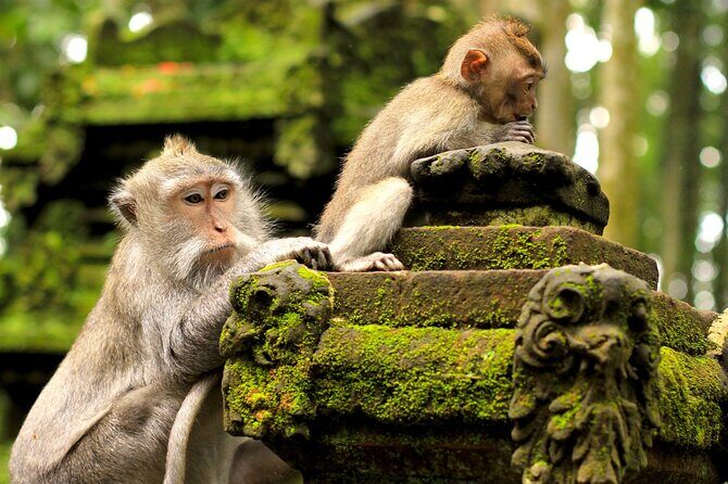 Bali: Swing Heaven, Monkey Forest and Waterfall Guided Tour - Frequently Asked Questions