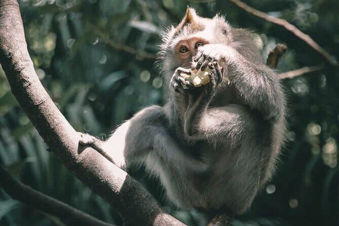 Bali Swing, Koi Boat Photo, Monkey Forest and Waterfall Ubud Tour - Authentic Traveler Insights