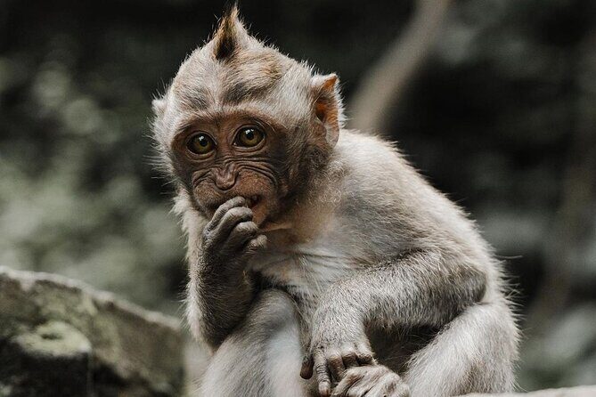 Bali Swing, Monkey Forest and Waterfall - Private Tour - What Past Travelers Say