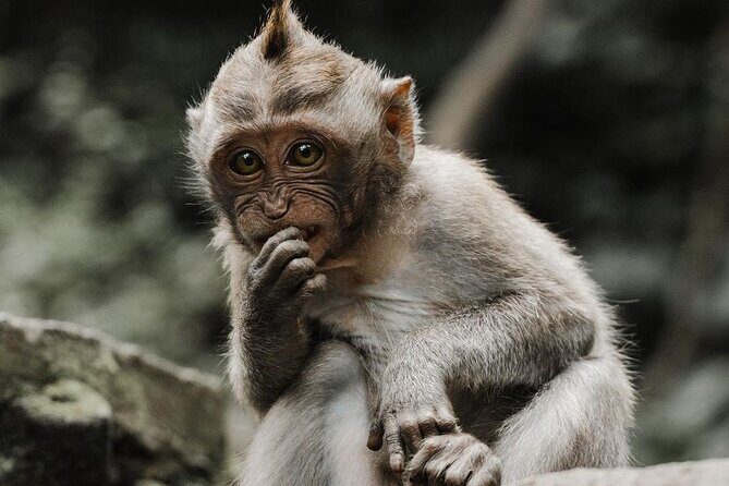 Bali Swing, Monkey Forest and Waterfalls Tour - What Could Be Better?