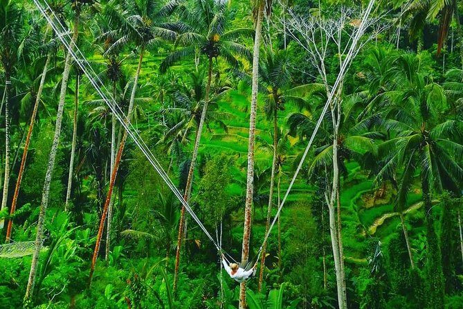 Bali swing, Waterfall, Tanah lot Tour - A Full Breakdown of the Tour Experience