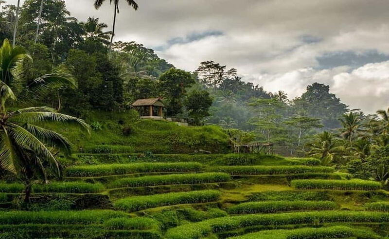 Bali : Taman Beji Griya Waterfall Purification and Ubud Tour - Authentic Experiences and Insights from Reviews