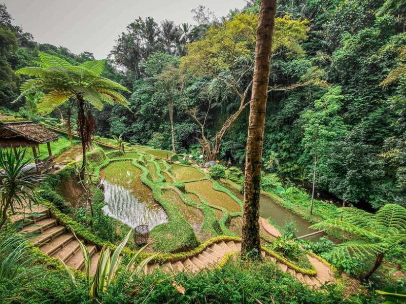 bali-taro-village-and-holy-spring-water-temple-tour
