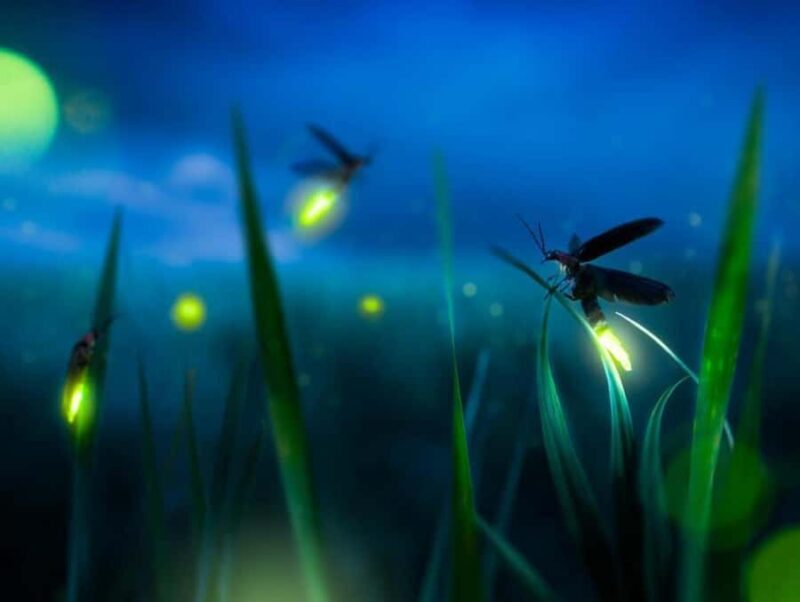 Bali: Taro Village Cycling Tour with Magical Night Fireflies - What to Expect: Practical Details