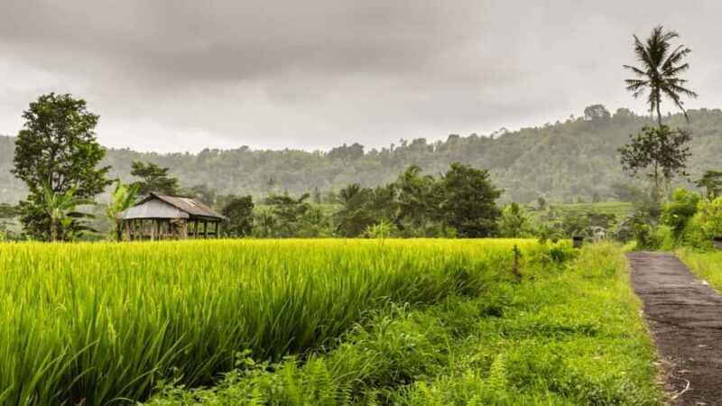 Bali: Telaga Waja Rafting, Sidemen Trek & Coffee Tour - The Sum Up