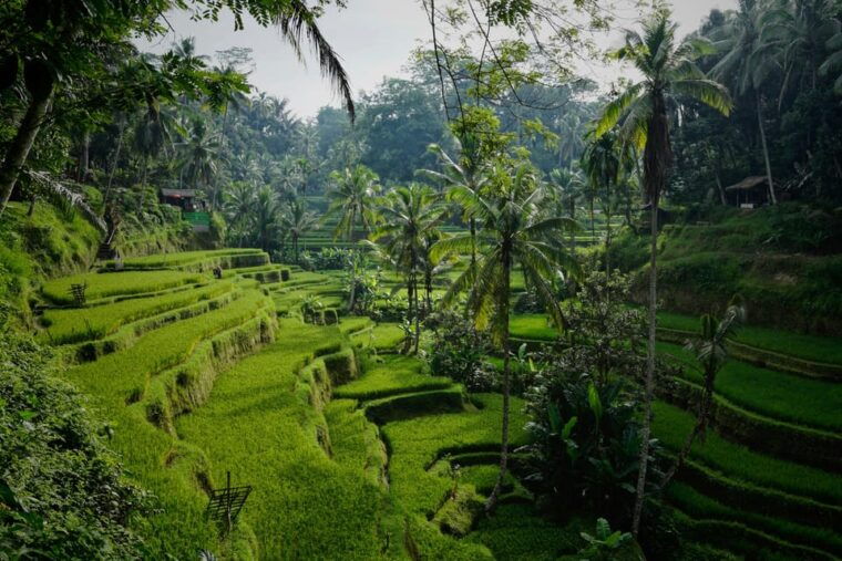 bali-temples-waterfalls-rice-terraces-private-tour