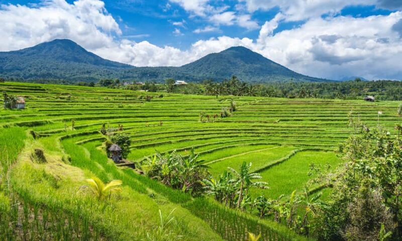 Bali: The Icons Highlands, Heritage & Horizons - Refreshing Break at a Coffee Plantation