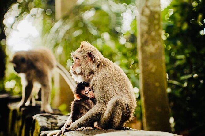 Bali Top Attractions Tour All-Inclusive Private Experience - Final Thoughts: Who Should Consider This Tour?