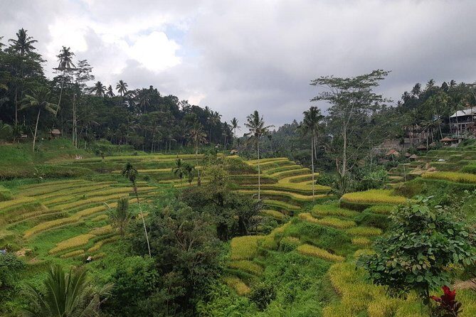 Bali Tour: Ubud Most Popular Place - Who Should Choose This Tour?