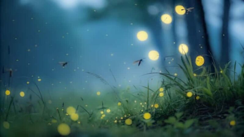 Bali Traditional Village Cooking & Magical Fireflies Tour - Who Would Love This Tour?