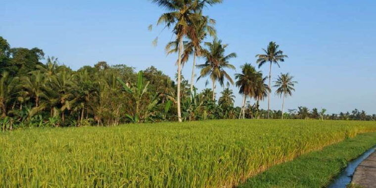 bali-traditional-village-life-tour