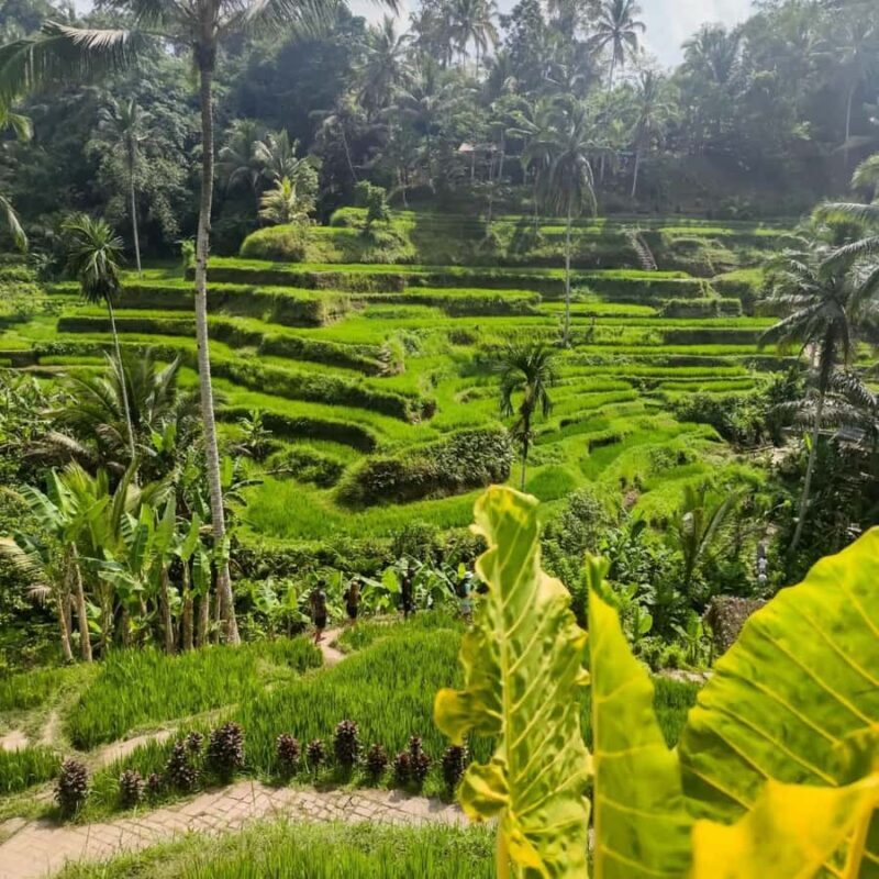 Bali Trilogy: Subak Irrigation, Waterfall & Ancient temple - Bali Trilogy: Subak Irrigation, Waterfall & Ancient Temple – An Authentic Cultural Journey