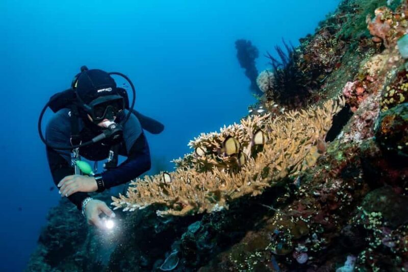 Bali: Tulamben Scuba Diving Experience - Key Points