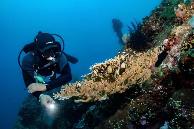 Bali: Tulamben Scuba Diving Experience - Why Choose the Tulamben Scuba Diving Experience?