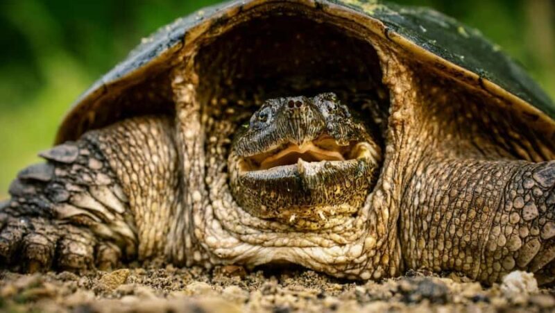 Bali: Turtle Conservation and Education Center Tour - Final Thoughts