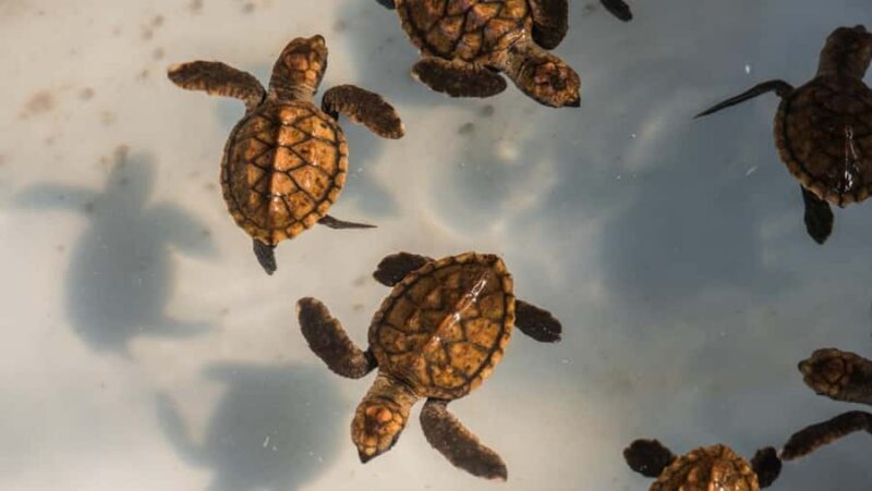 Bali: Turtle Conservation and Education Center Tour - FAQ