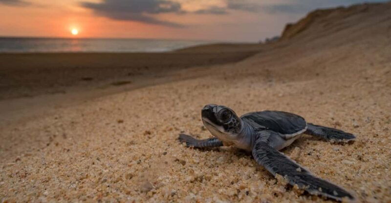 bali-turtle-conservation-and-education-tour-local-market