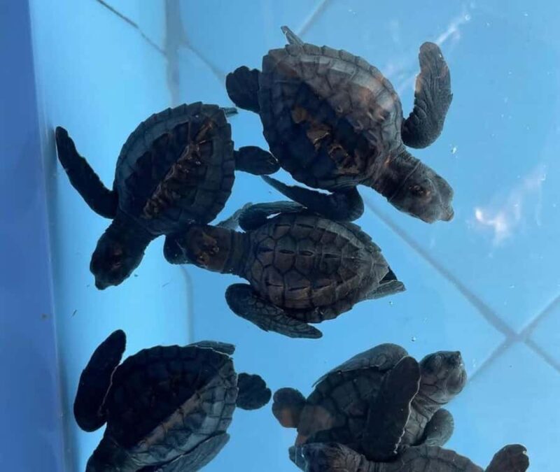 Bali: Turtle Conservation Visit & Island Land Tour - Bali: Turtle Conservation Visit & Island Land Tour Review