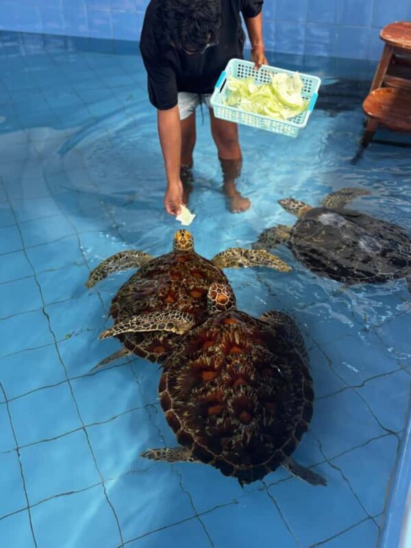 Bali: Turtle Conservation Visit & Island Land Tour - Key Points