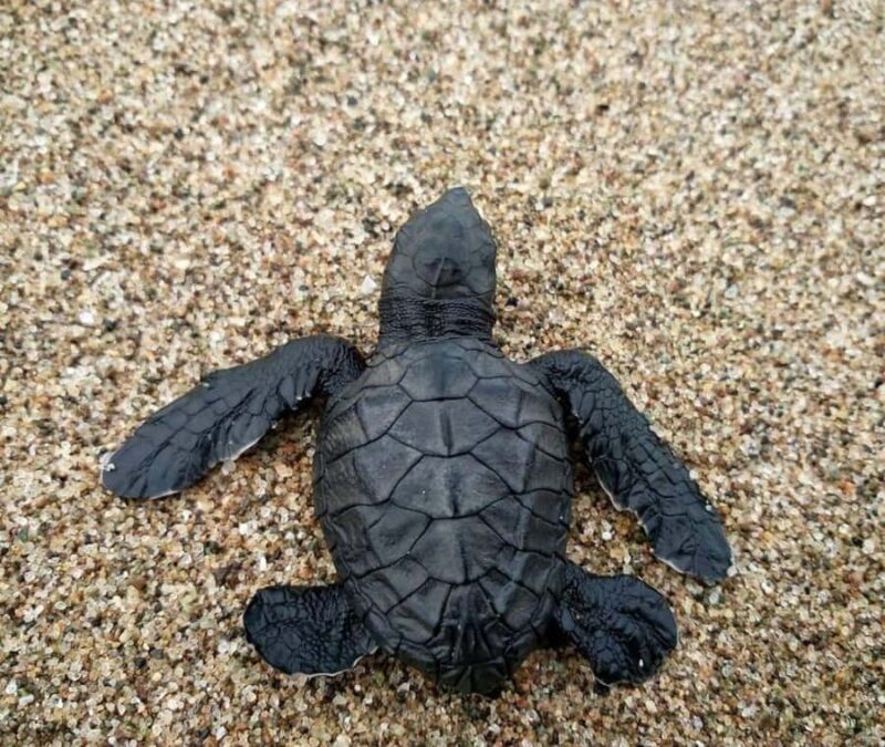 Bali: Turtle Conservation Visit & Island Land Tour - Who Will Love This Tour?