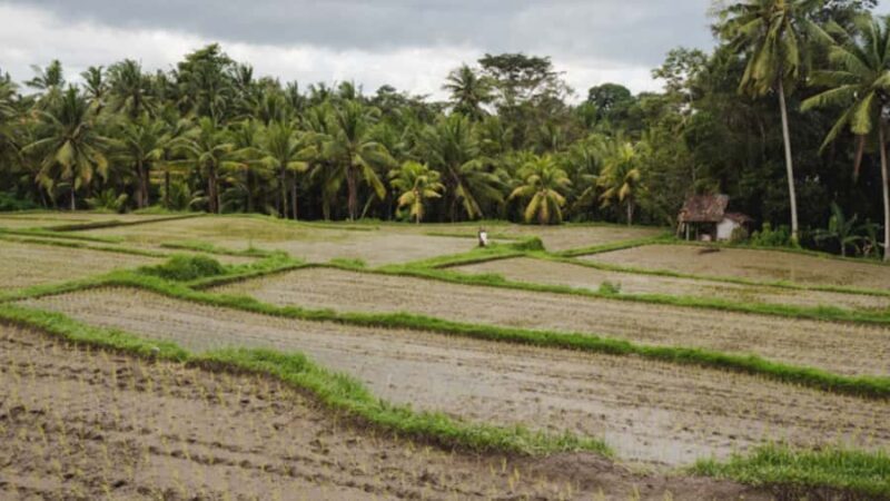 Bali: Ubud Culture and Adventure Tour with Waterfall - Coffee Plantation Experience