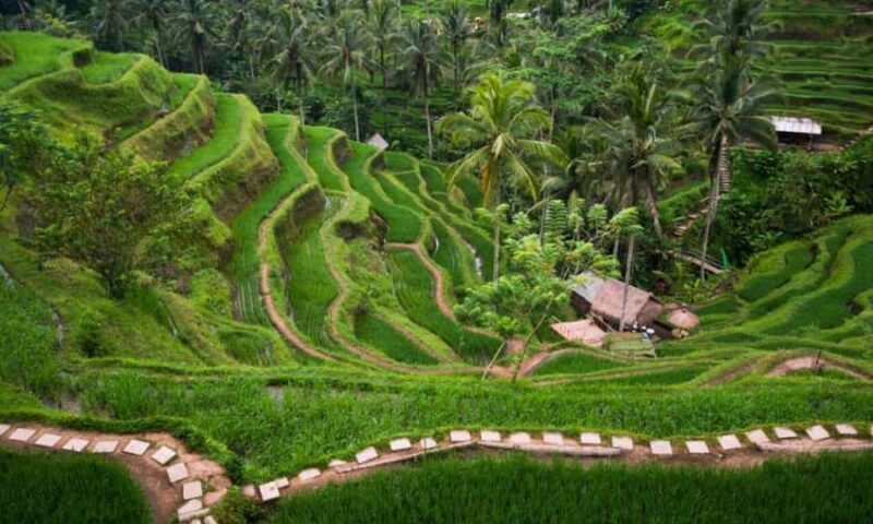 Bali: Ubud Customize Tour with Lunch & Coffee Tasting - Key Points