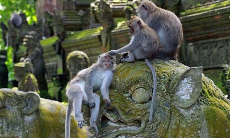 Bali: Ubud Customize Tour with Lunch & Coffee Tasting - Practical Details and Tips