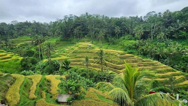 Bali: Ubud Highlight Tour With Flexible Itinerary Options - Final Thoughts: Is It Worth It?