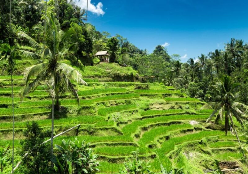 bali-ubud-highlights-tour-uluwatu-temple-with-kecak-dance