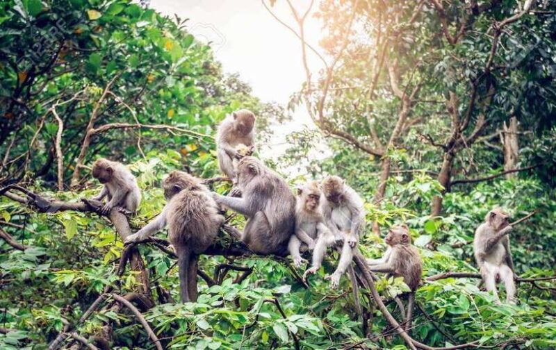 bali-ubud-private-tour-with-waterfall-forest-rice-field