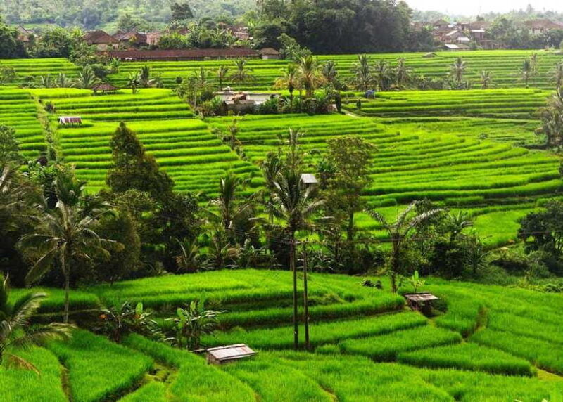 bali-ubud-private-tour-with-waterfall-forest-rice-field