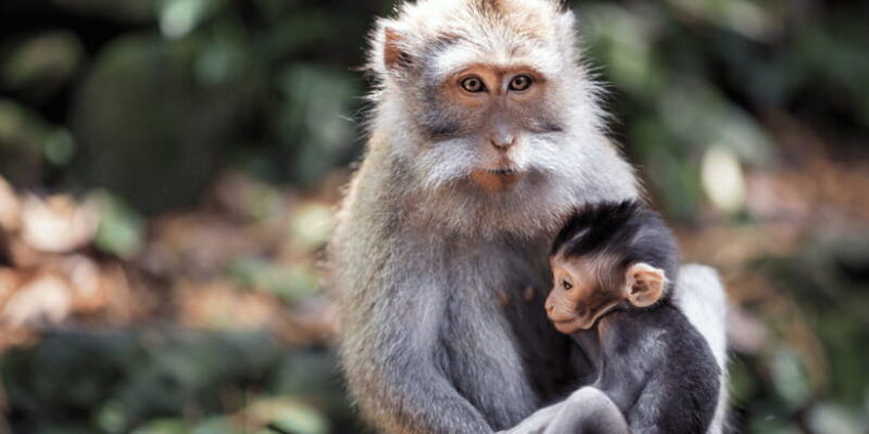 bali-ubud-rice-terraces-monkey-forest-waterfall-tour