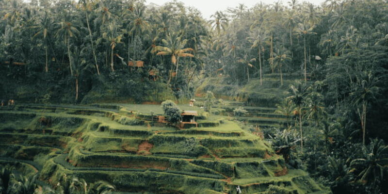 bali-ubud-rice-terraces-monkey-forest-waterfall-tour