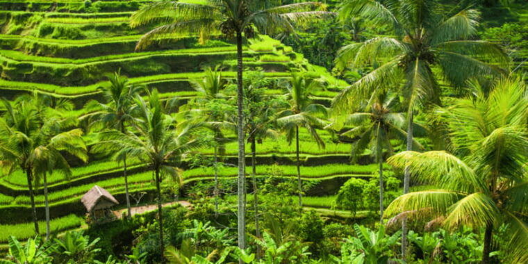 bali-ubud-rice-terraces-monkey-forest-waterfall-tour