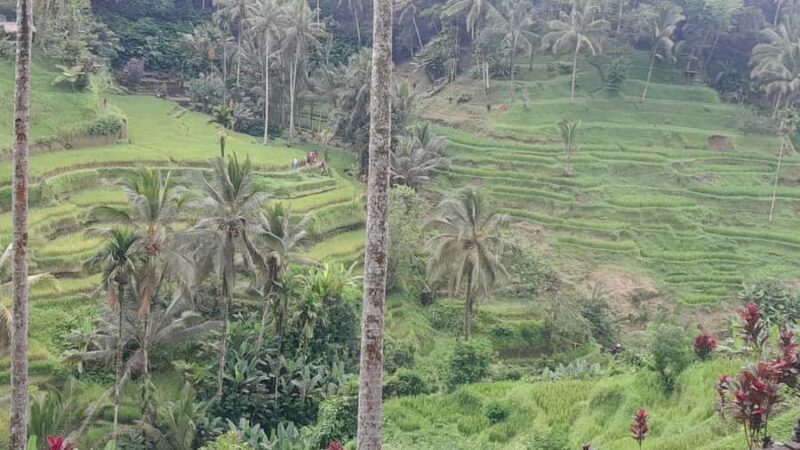 Bali: Ubud Temple, Rice Terrace, and Waterfall Tour - FAQ