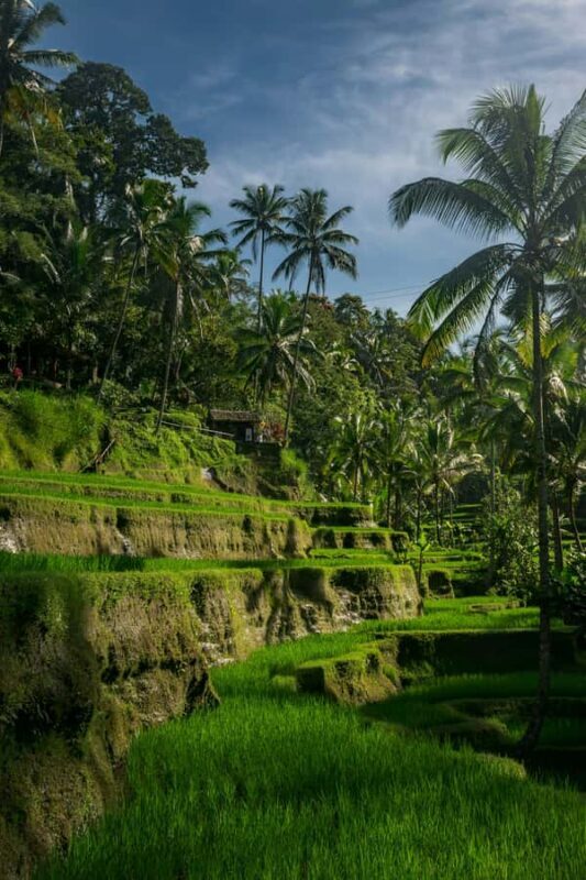 Bali: Ubud Temples, Rice Terraces, & Waterfall Day Tour - The Full Experience: What to Expect on the Tour