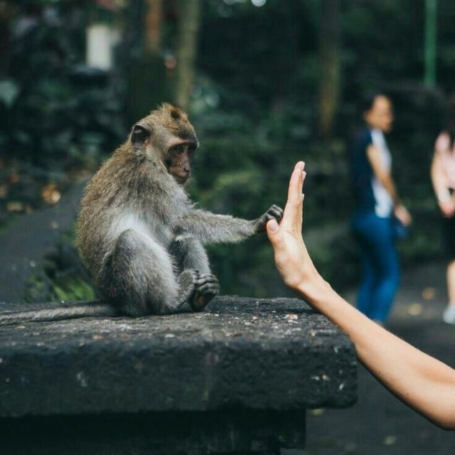 bali-ubud-tour-best-of-ubud-all-inclusive